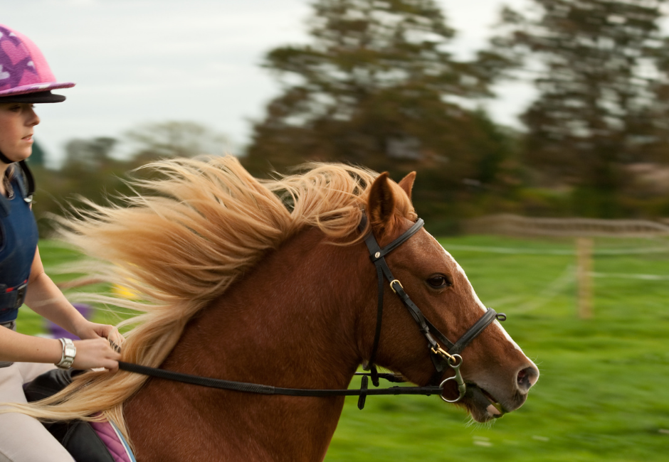 Praca z koniem spieszącym się, przyspieszajacym, uciekającym spod jeźdźca - webinar