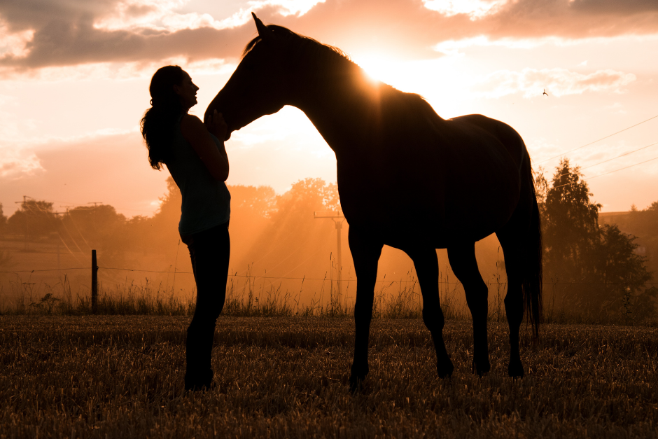 Jak nauczyć konia uważać na nas i naszą przestrzeń