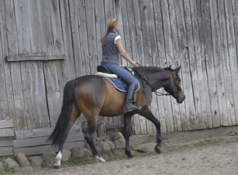 ĆWICZENIA W STĘPIE - lepsza komunikacja, elastyczność i równowaga dla każdego konia i jeźdźca